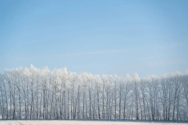 Winterbos op een ijzige zonnige dag — Stockfoto