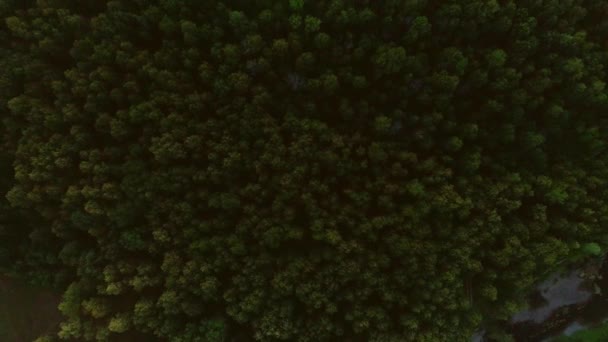 Vidéo aérienne des montagnes et de la forêt d'été