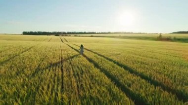 Gün batımında buğday tarlasında elbise giymiş bir kızın hava videosu.