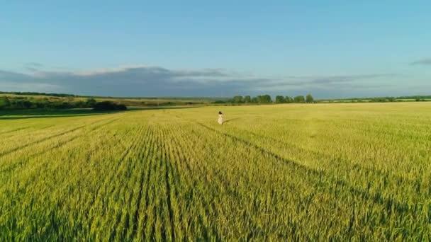 Vídeo aéreo de uma menina em um vestido em um campo de trigo ao pôr do sol — Vídeo de Stock