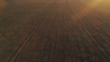 Olgun sarı buğday tarlasının günbatımında havadan çekilmiş görüntüsü.