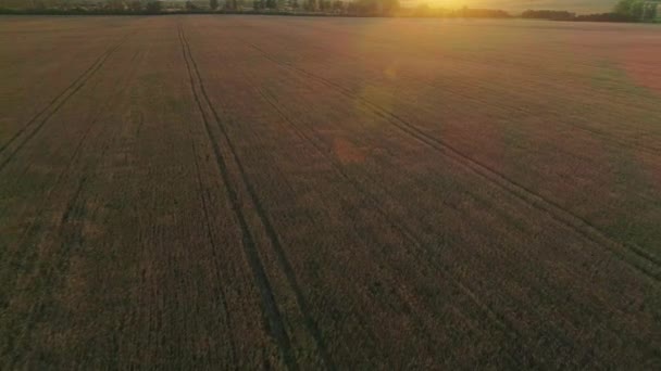 Foto aérea de campo de trigo amarillo maduro al atardecer — Vídeos de Stock