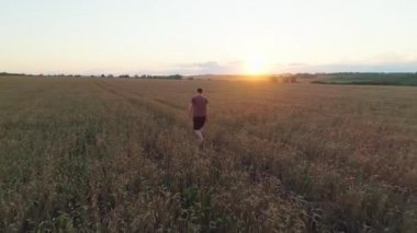 Gün batımında olgun sarı buğday tarlasında yürüyen bir adamın hava görüntüsü.