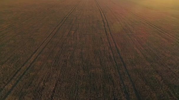 Воздушный выстрел спелых желтых пшеничных полей на закате — стоковое видео
