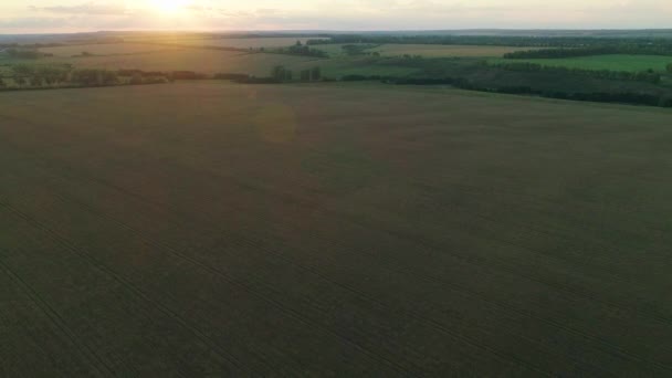 Érett sárga búzamező légi felvétele naplementekor — Stock videók