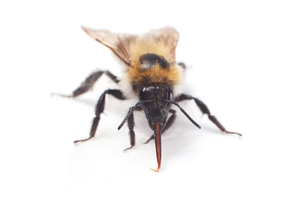 Bumblebee — Stock Photo, Image