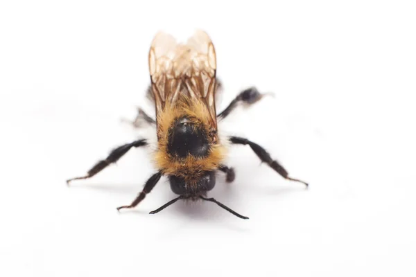 Bumblebee — Stock Photo, Image