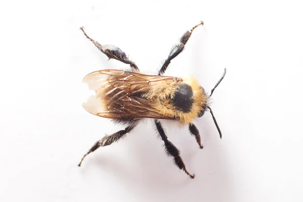 Bumblebee isolated on white — Stock Photo, Image