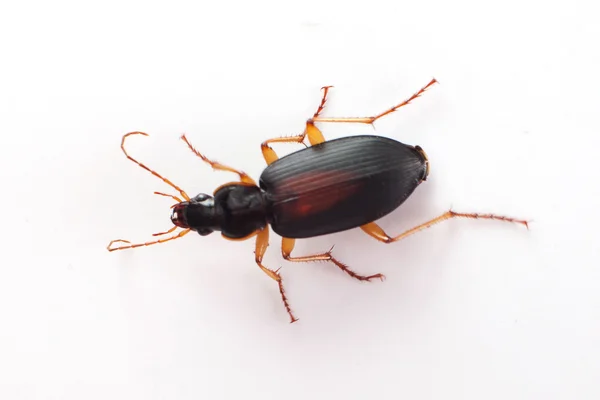 Beetle — Stock Photo, Image