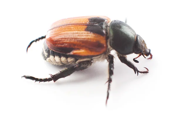 Beetle — Stock Photo, Image