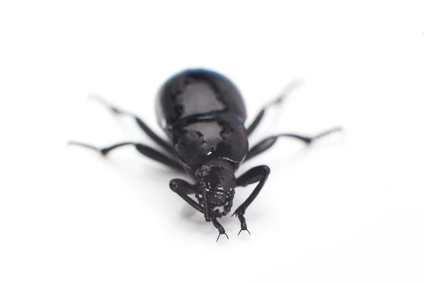 Beetle on White — Stock Photo, Image