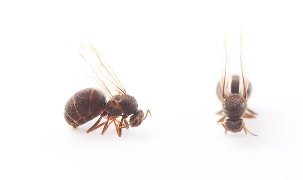 Queen Ant on White — Stock Photo, Image