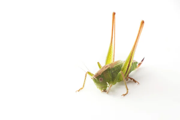 Grande sauterelle verte isolée sur blanc — Photo