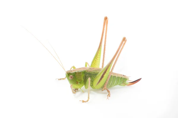 Gräshoppa isolerad på vit bakgrund — Stockfoto