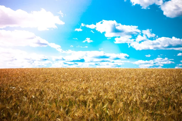 Rogge veld — Stockfoto