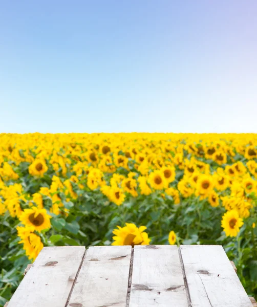 Sonnenblumenfeld über einem Holzboden — Stockfoto