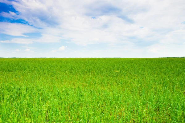 Groene velden — Stockfoto