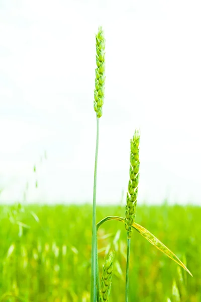 Green Wheat — Stock Photo, Image