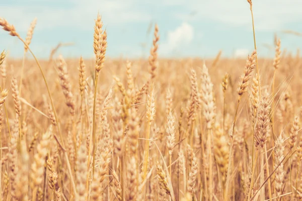 Wheat — Stock Photo, Image