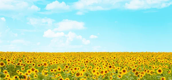 Bild von gelben Sonnenblumen über blauem Himmel — Stockfoto