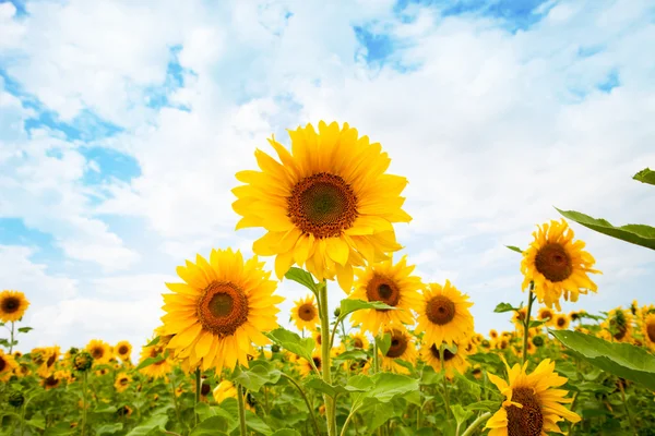 Field of sunflowers — Stock Photo, Image