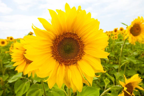Landscape with sunflower — Stock Photo, Image