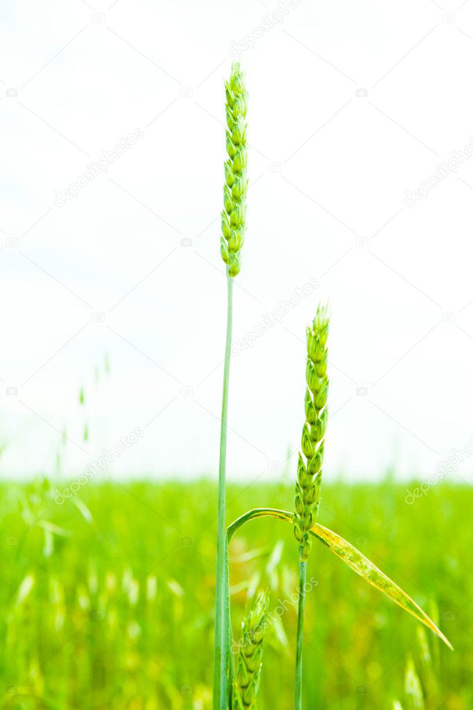 Green Wheat