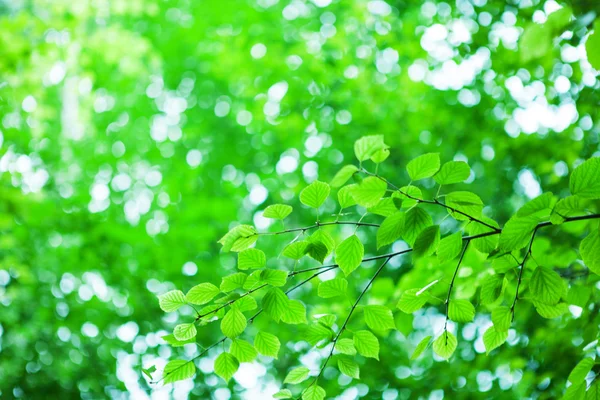 Prachtige groene achtergrond met verse bladeren. — Stockfoto