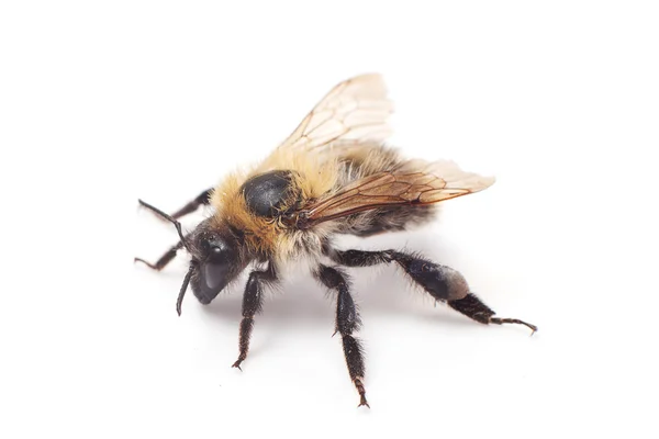 Bumblebee — Stock Photo, Image