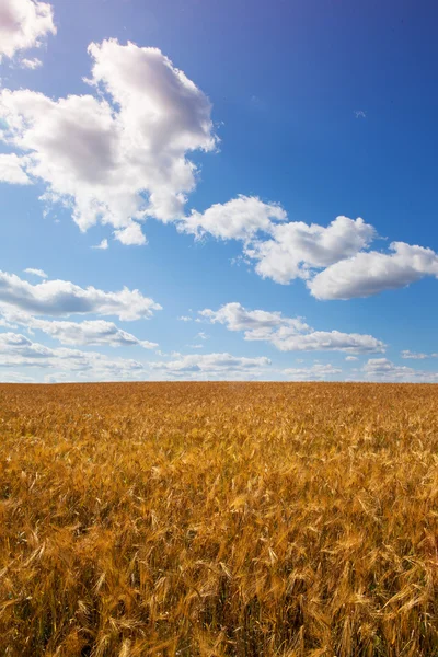 Yellow wheat grain field — Stock Photo, Image