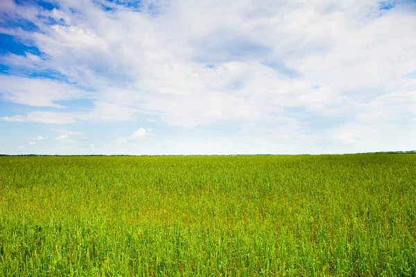 Gröna fält — Stockfoto