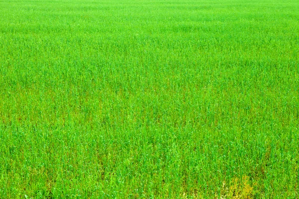 Echtes grünes Gras Hintergrund — Stockfoto