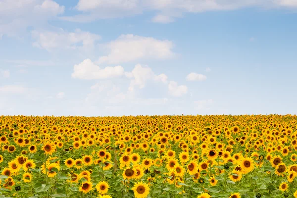 Picture of yellow sunflowers over blue sky — Stock Photo, Image