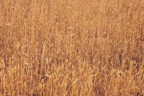 Wheat — Stock Photo, Image