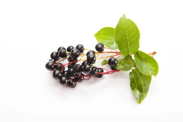 Bird-cherry — Stock Photo, Image