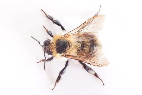 Bumblebee isolated on white — Stock Photo, Image
