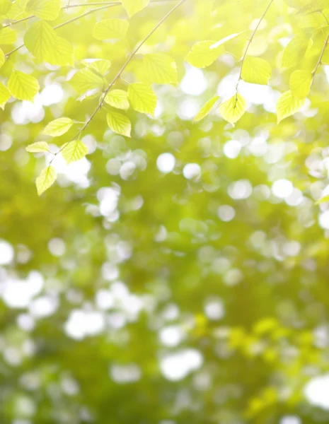 Bello sfondo verde con foglie fresche . — Foto Stock