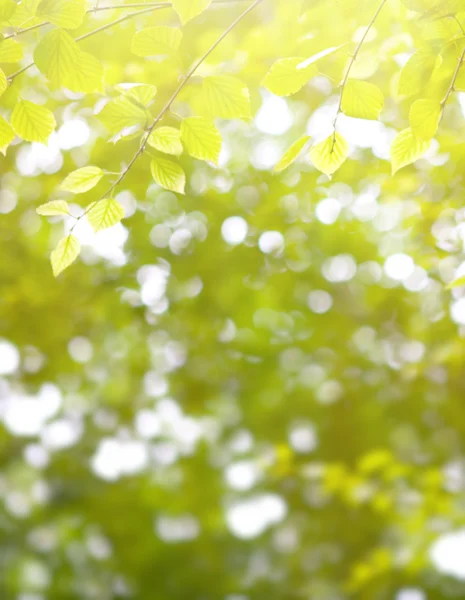 Prachtige groene achtergrond met verse bladeren. — Stockfoto