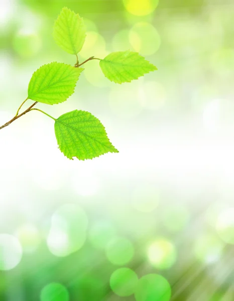 Bello sfondo verde con foglie fresche . — Foto Stock