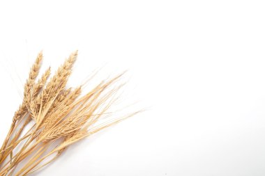 buğday ve çavdar çerçeve