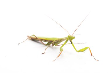 Beyaz arka planda peygamberdevesi