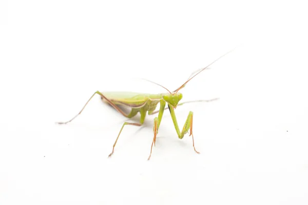 Mantis op zoek — Stockfoto