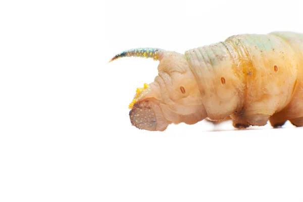 Dödens huvud hawkmoth larv — Stockfoto