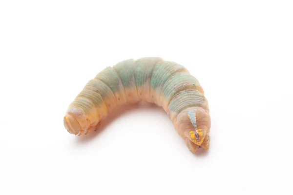 Death's head hawkmoth caterpillar — Stock Photo, Image