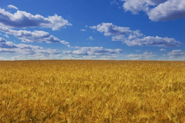 Campo de grano de trigo amarillo —  Fotos de Stock