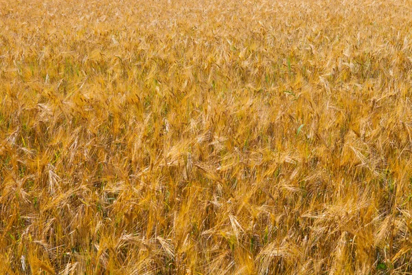 Weizenfeld aus nächster Nähe — Stockfoto