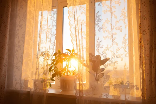 Groene plant in een modern huis — Stockfoto