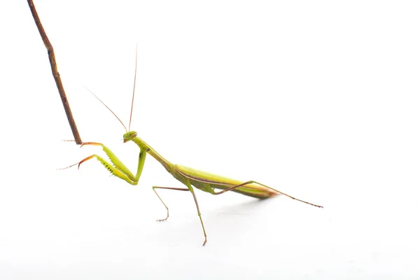 Mantide religiosa su sfondo bianco — Foto Stock