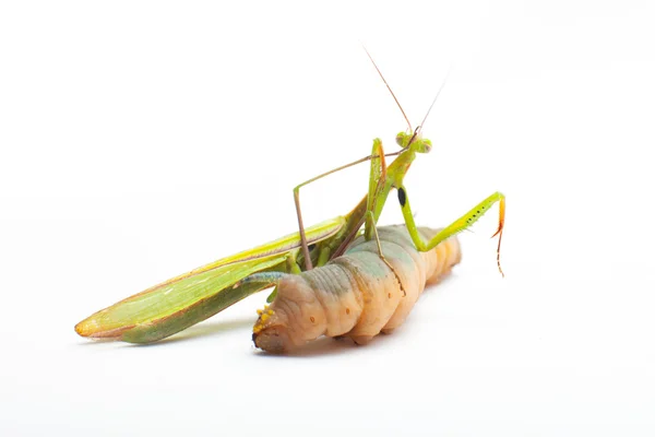 Mantis religiosa comer —  Fotos de Stock