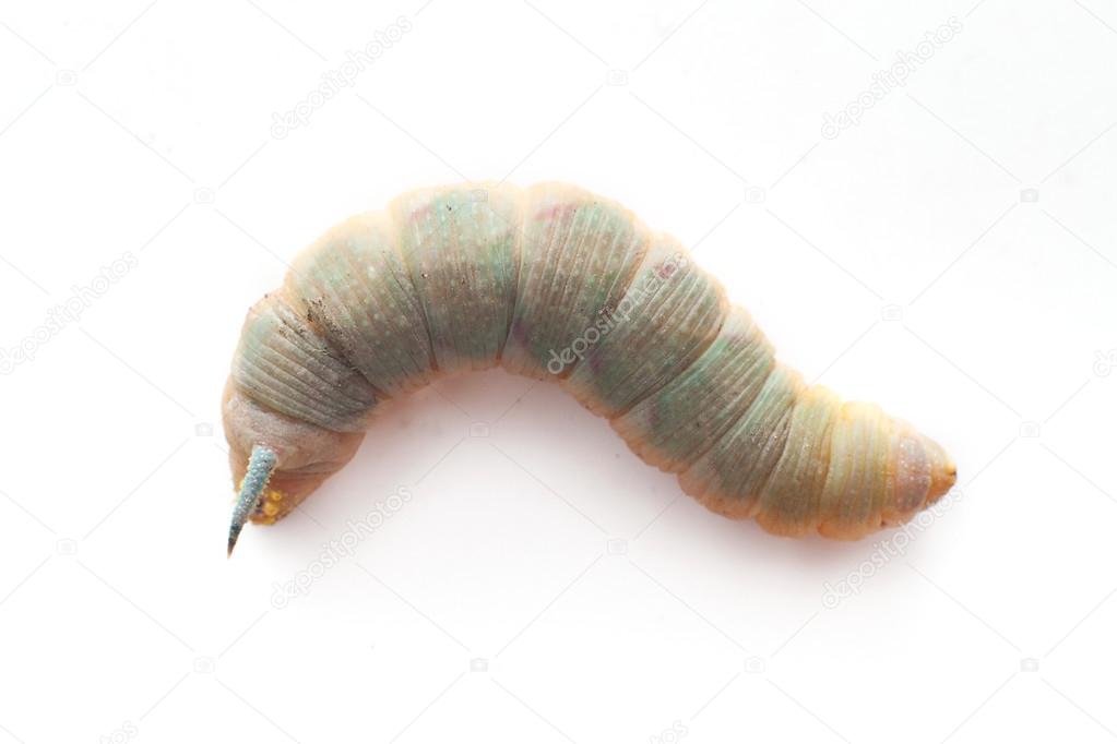 Hornworm on a white background